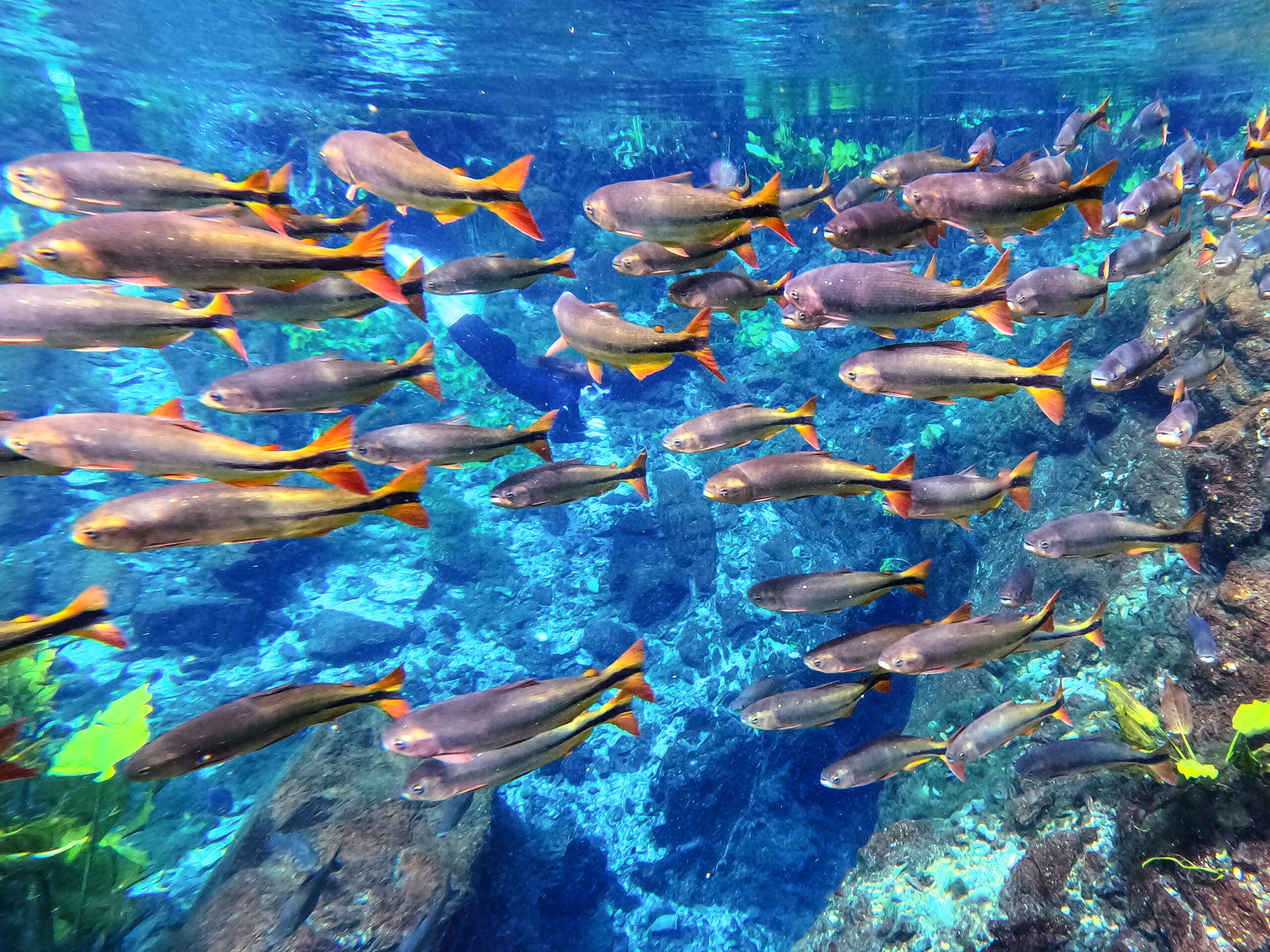 Flutuação Nascente Azul 4